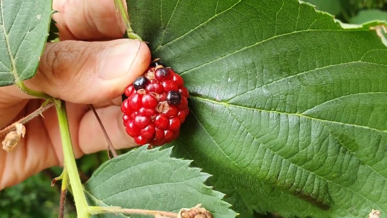 Foltos a szeder termése, mi az oka?