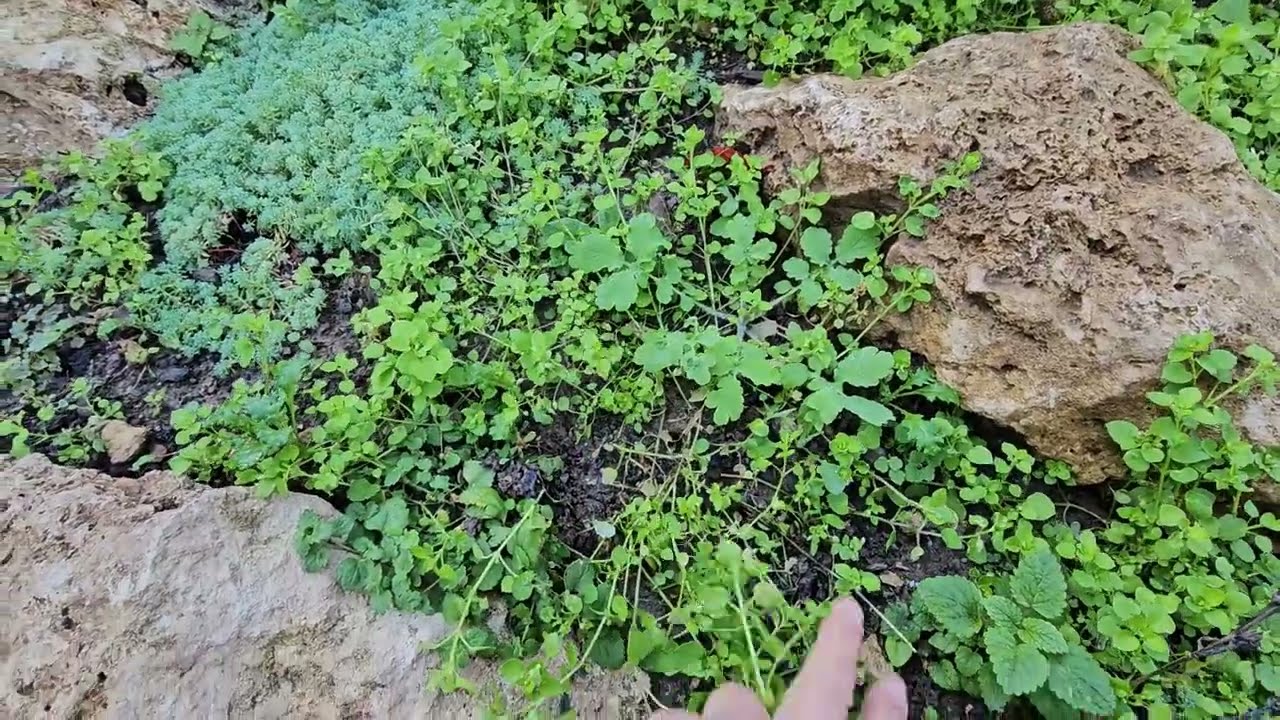 Tyúkhúr gyógy-, vagy gyomnövény?