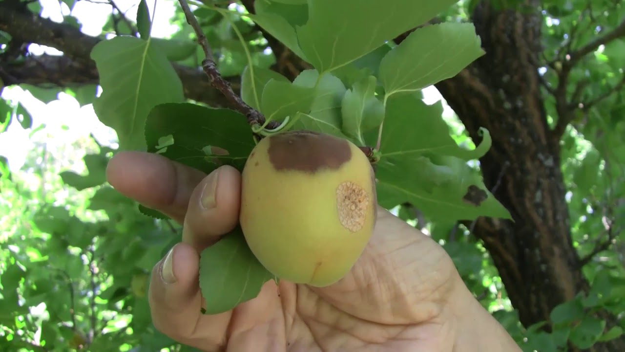 Még érésben a kései kajszi, támad a monília