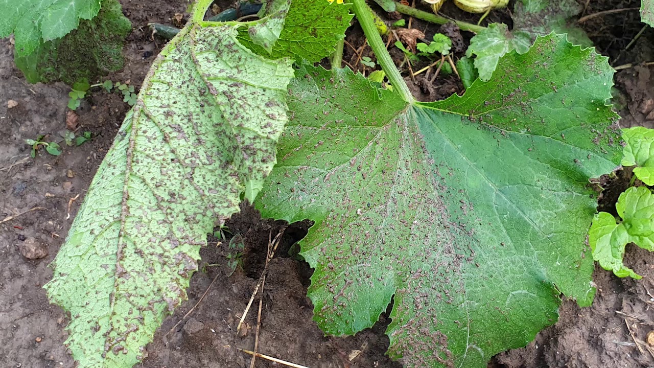 A bioparcella lombtrágyázása (3. kezelés)