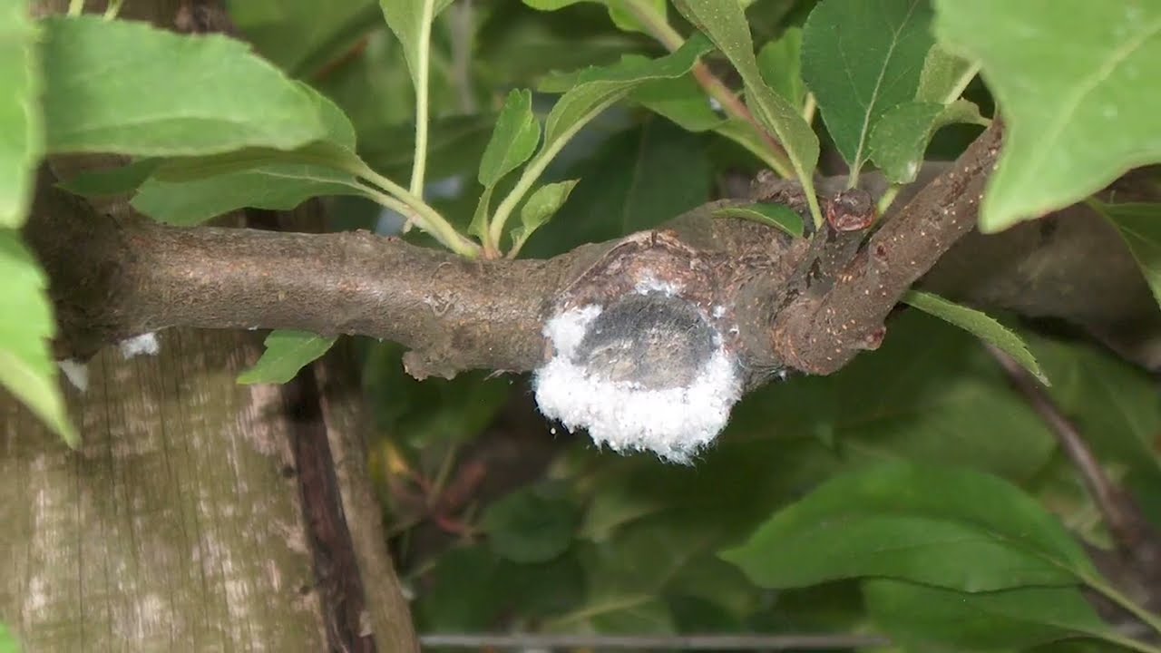 Védekezzünk a vértetű ellen!