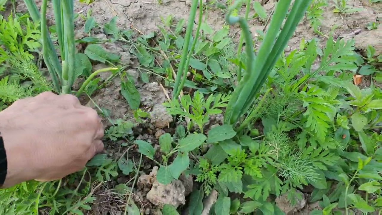 Idén is támad a parlagfű