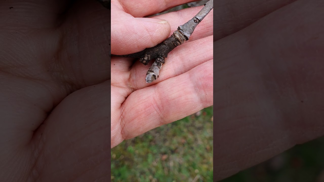 Itt az idő az alma lemosásra