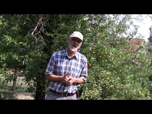 A napégés tünetei és kezelése