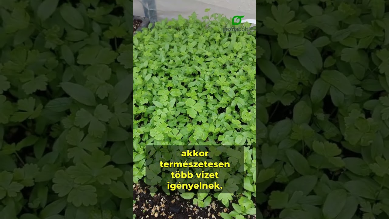 Palántanevelés otthon – minisorozat 4. rész: Az öntözés