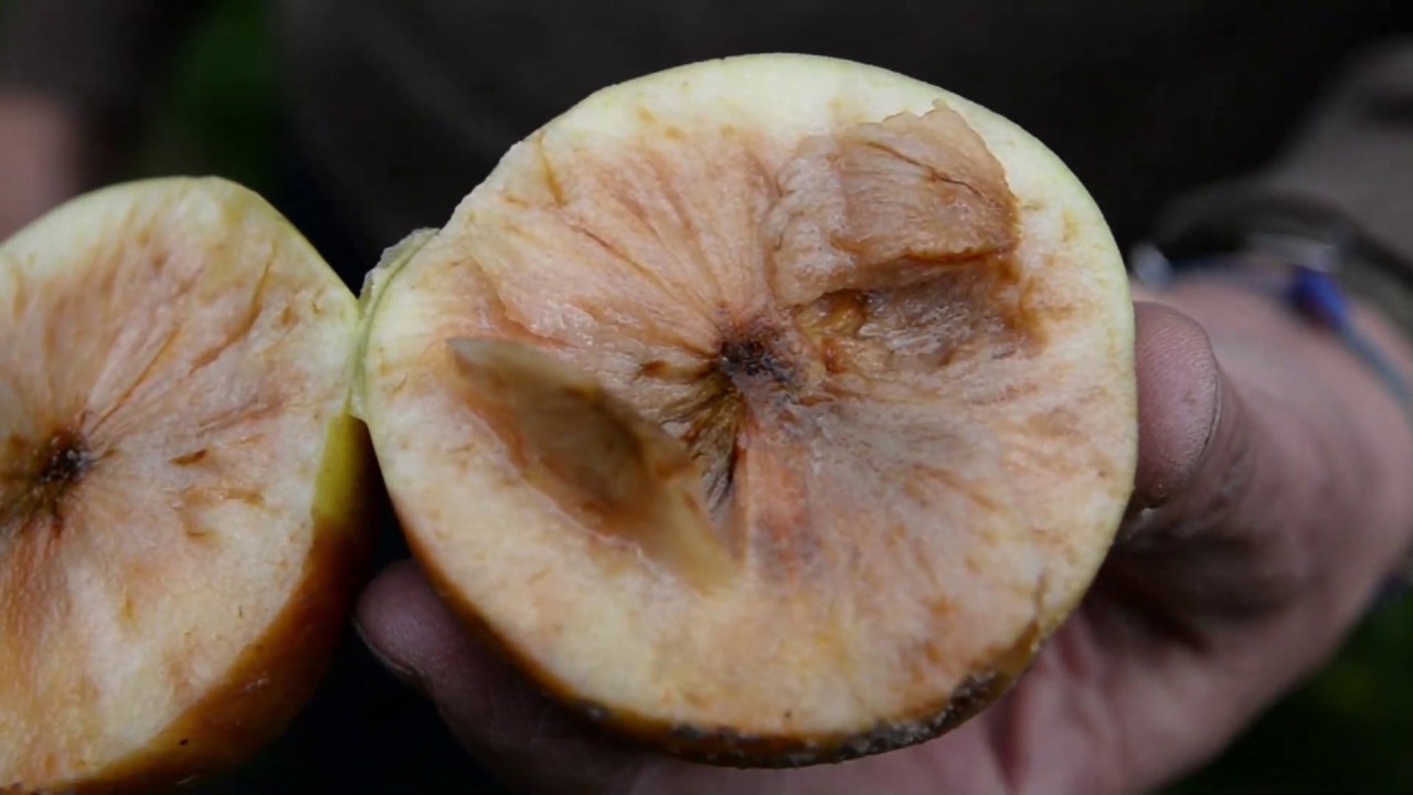 Gyümölcsök tárolása