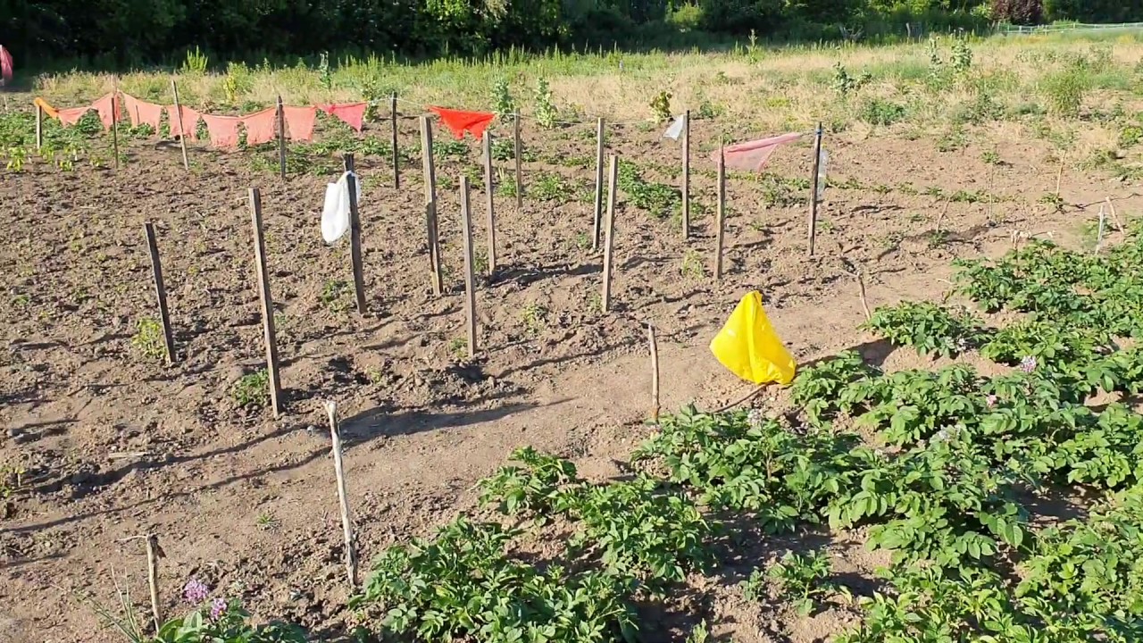 Vadkár elleni védekezés lehetőségei