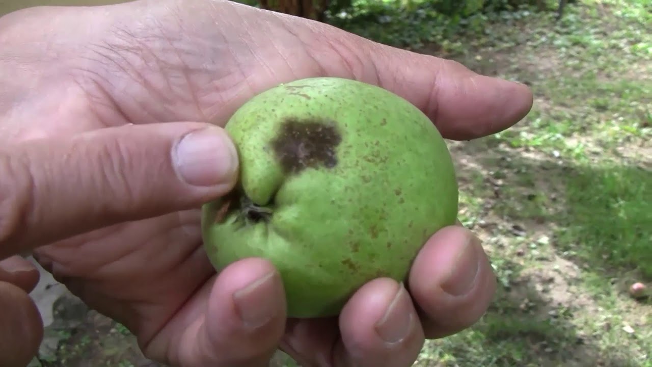 Almatermésűek 2017