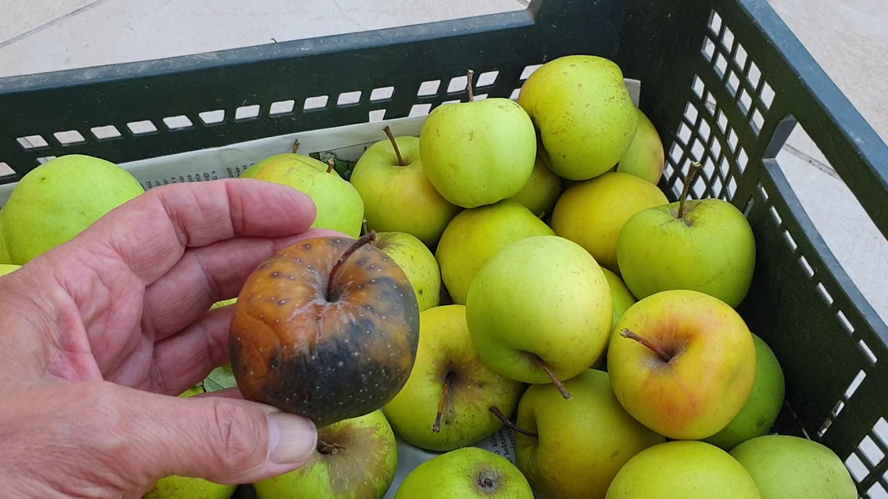 Gyümölcs tárolási betegségek