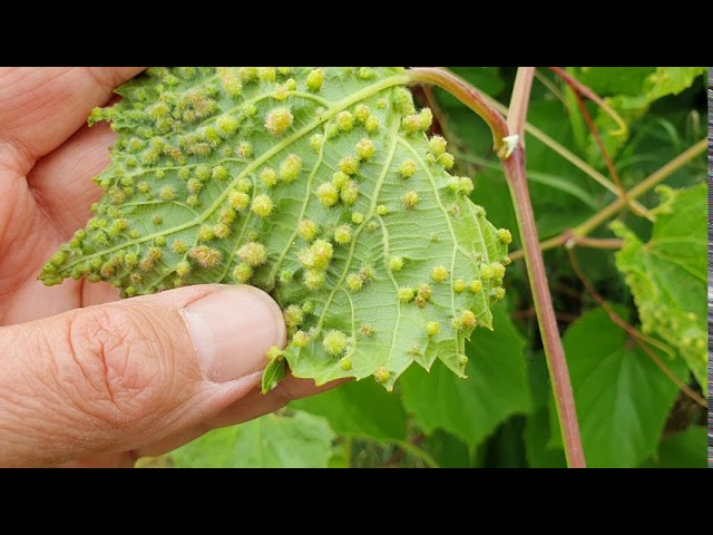 Filoxéra a szőlő levelén