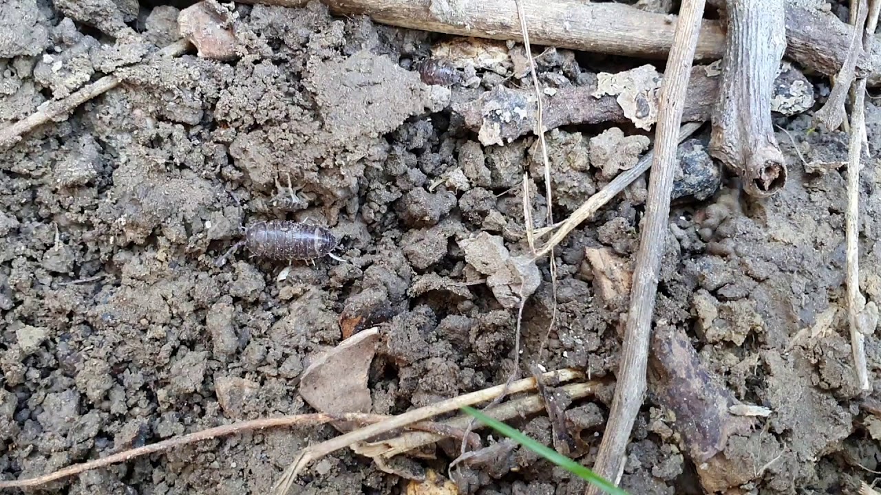 Pinceászka egy fura teremtmény