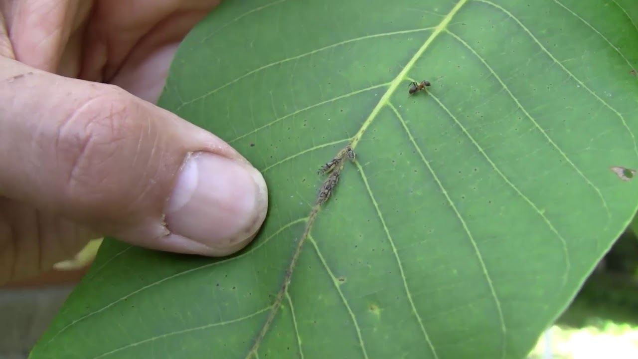 Minimális atka és levéltetű fertőzés a dión