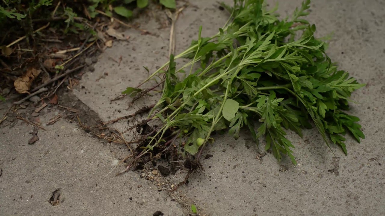 Parlagfű leírása, védekezés bírság