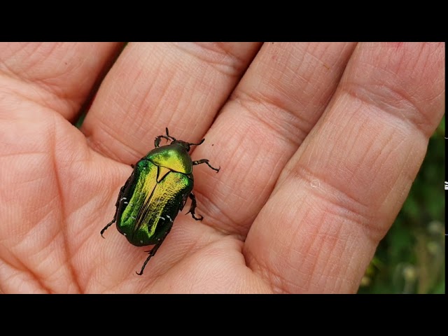 Rózsabbogár a kertben.