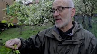 Kiskerti növényvédelem Zsigó Györggyel - A lisztharmat és a sodrómoly elleni védekezés