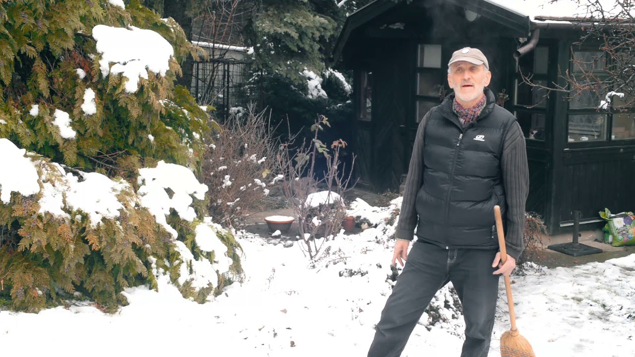 Örökzöldek téli ápolása