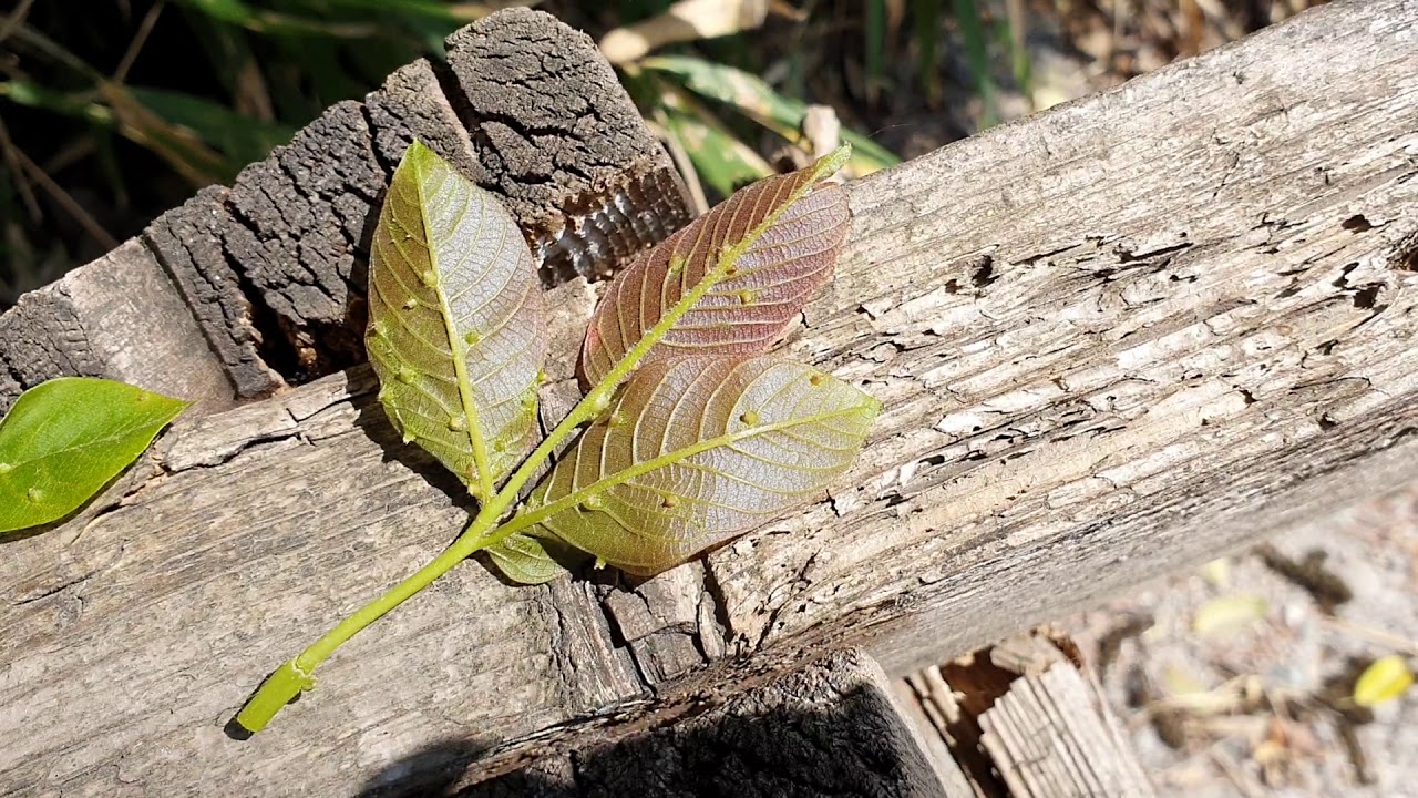 A dió gubacsatkájáról forgattam - Zsígó György