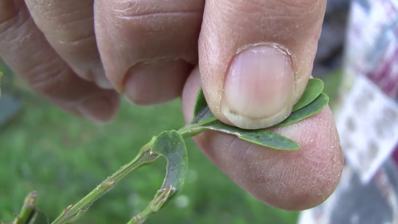 Rajzik a selyemfényű puszpángmoly (őszi nemzedéke)