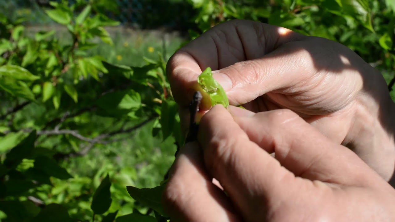 Aktualitások a kertben 2018 április vége