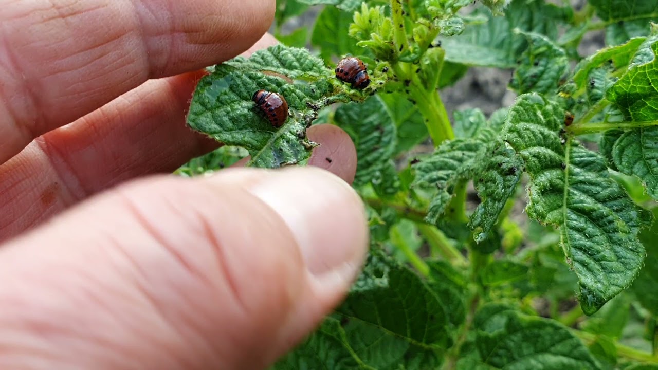 Burgonyabogár/krumplibogár a kártevő akit minden kertbarát ismer