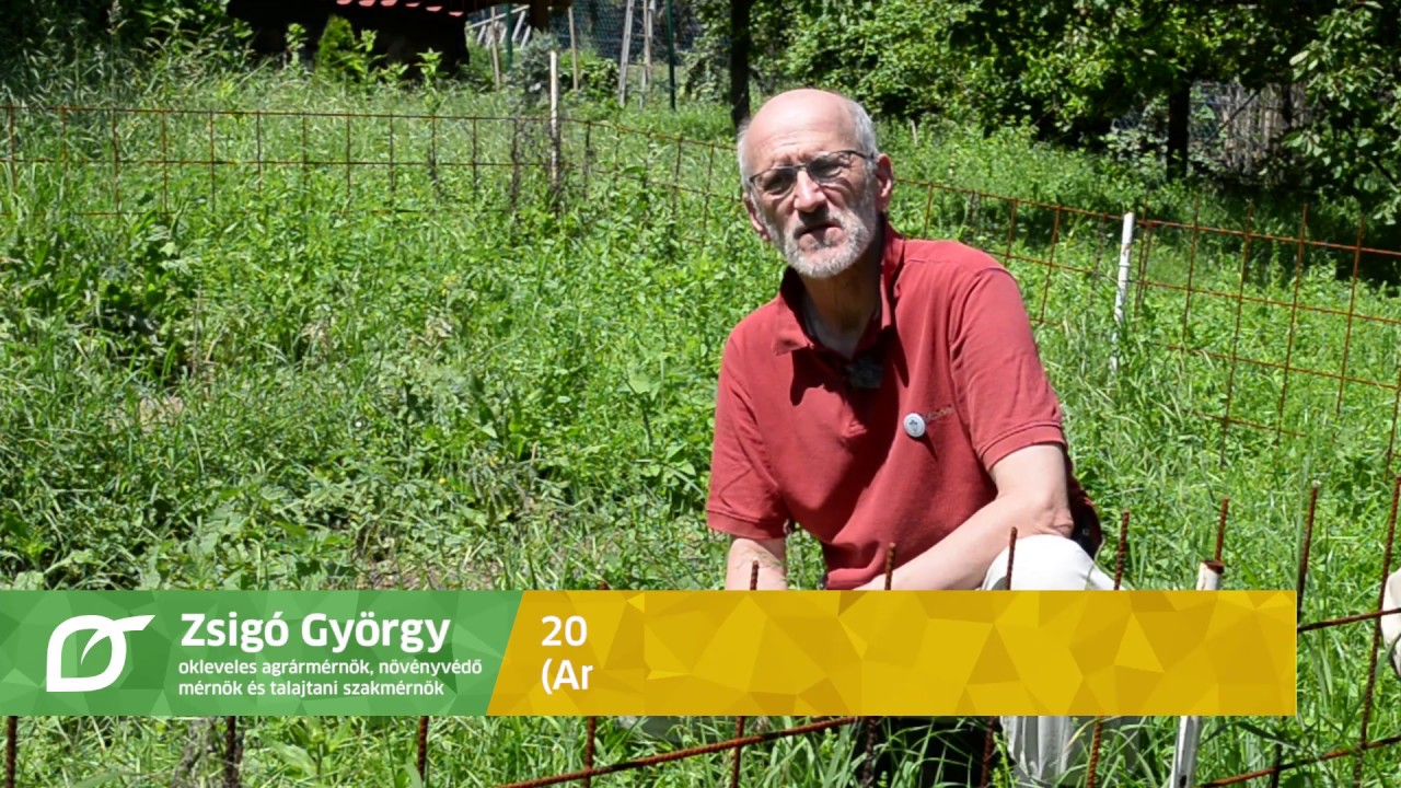 2019. évi cukkini-paradicsom kísérlet (Aminoret technológia) 3. rész