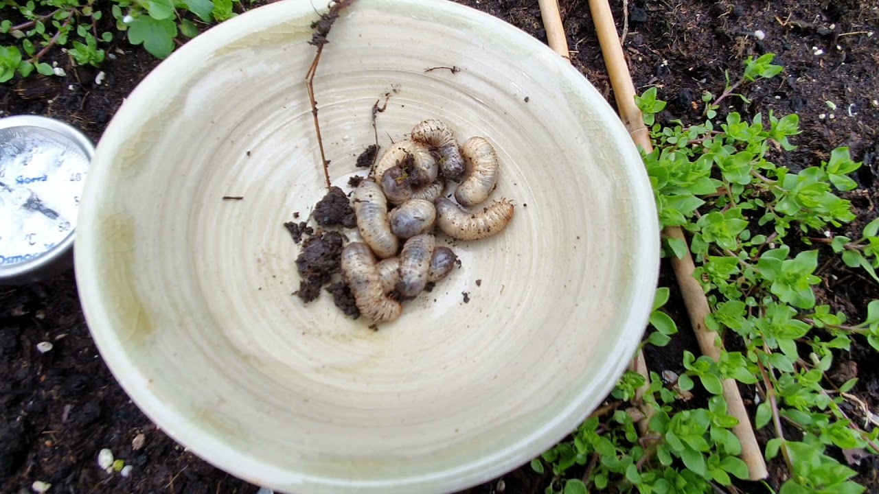 Pajorok a magas ágyásban