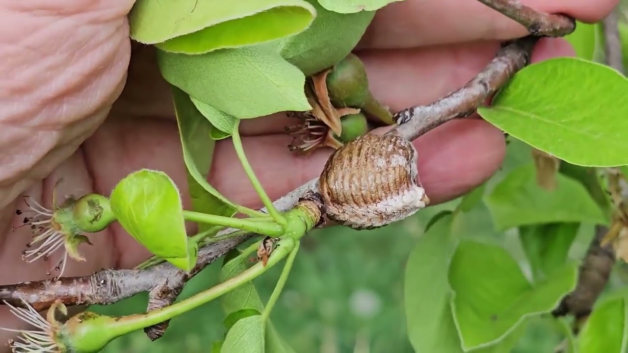 Különös gubók a fán