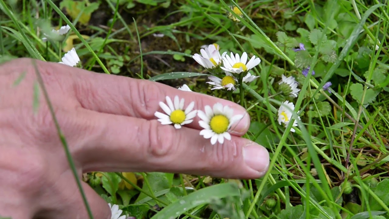 Gyomirtás a kertben