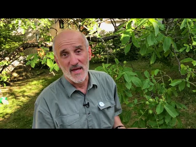 Kiskerti növényvédelem: DIÓ