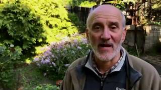 Kiskerti növényvédelem: A gyep gyomírtása