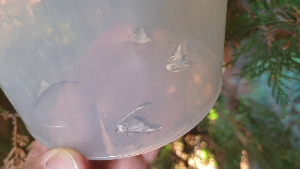 Selyemfényű puszpángmoly (Buxusmoly) csapdázás