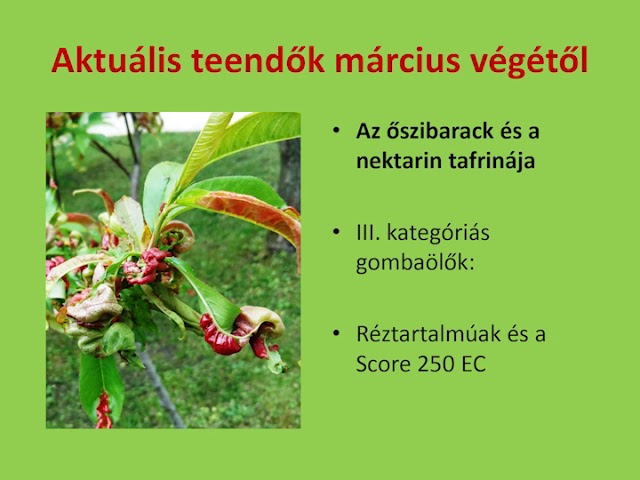 Tavaszi növényvédelmi teendők - Zsigó György