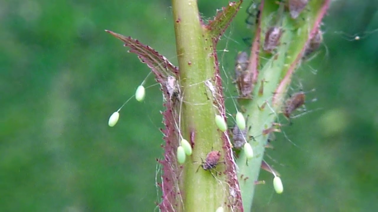 Fátyolkák felszaporítása