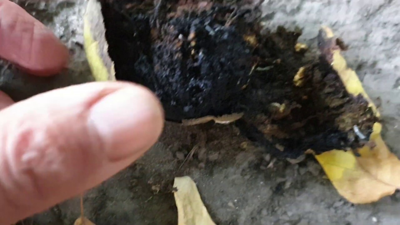 Dióburokfúró légy kártétele díszfákon