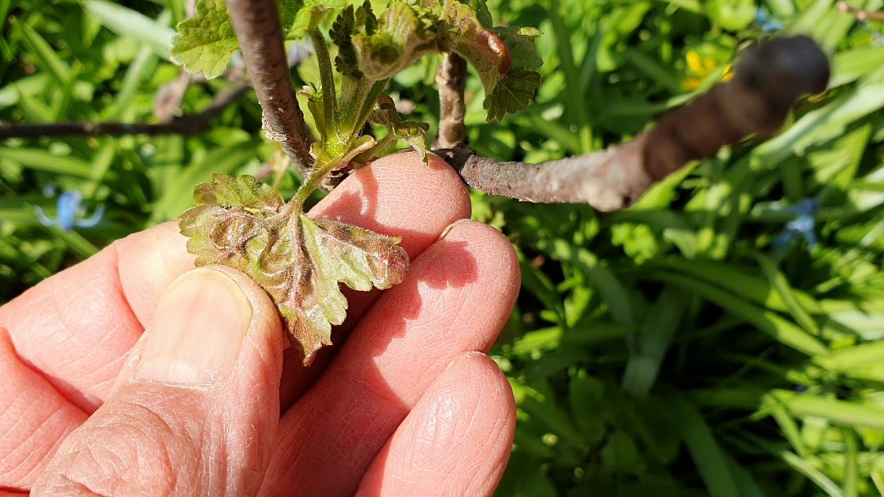 A levélpirosító ribiszke-levéltetű első kárképe.