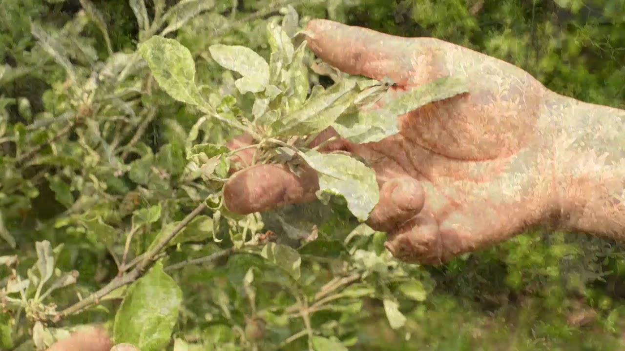 Körséta (növényvédelmi szemle) az Óbudai Megfigyelőkertben, 2019. május