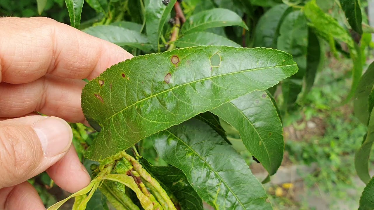Csonthéjasok levéllikasztó gombája