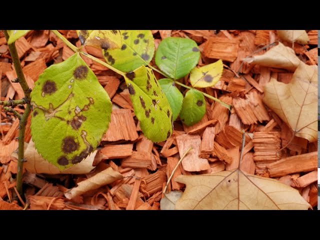 Ismeri a rózsa egyik leggyakoribb betegségét?