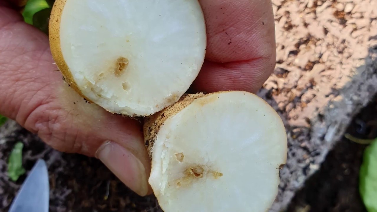 A káposztalégy kártétele és a védekezés lehetőségei