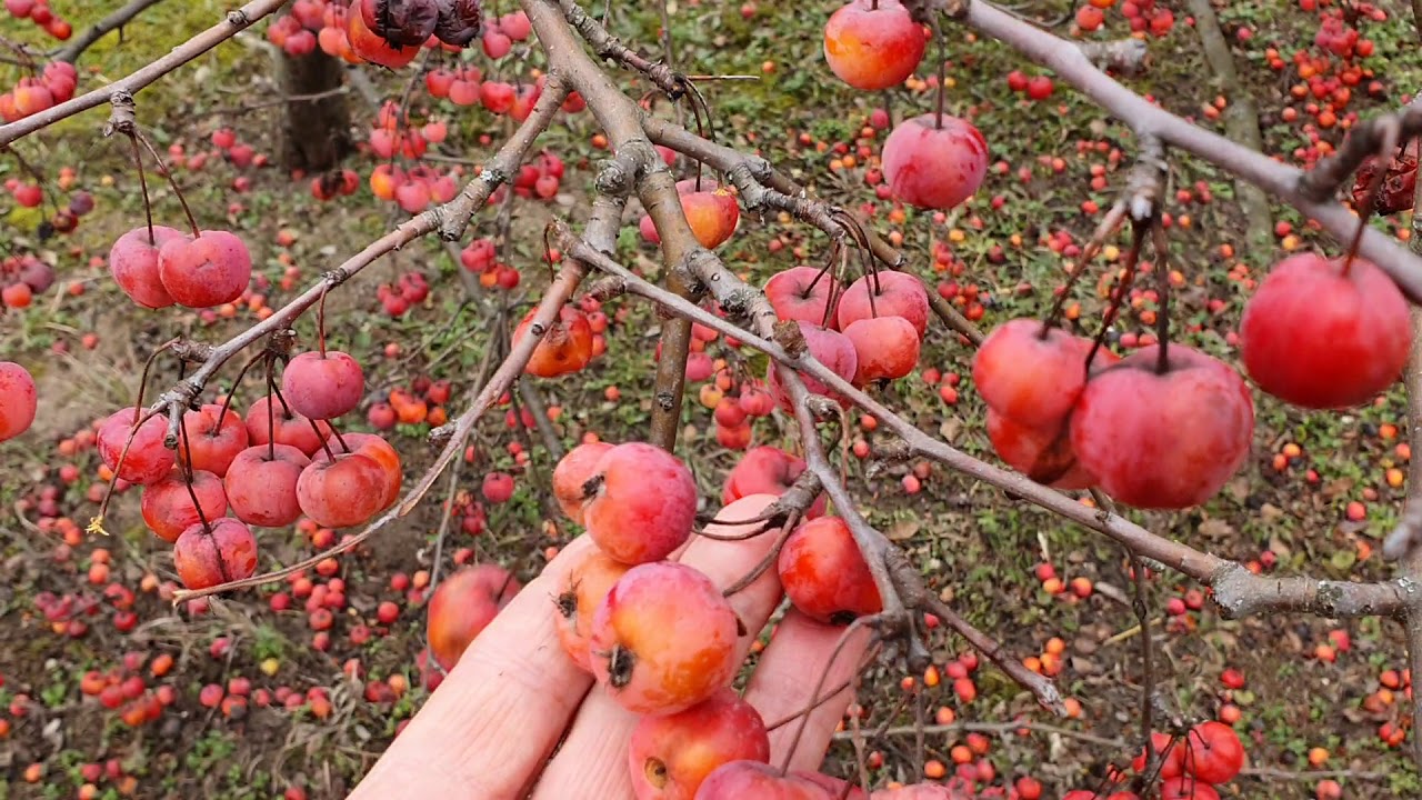 Figyeljünk a dísznövényeink tavaszi lemosására is