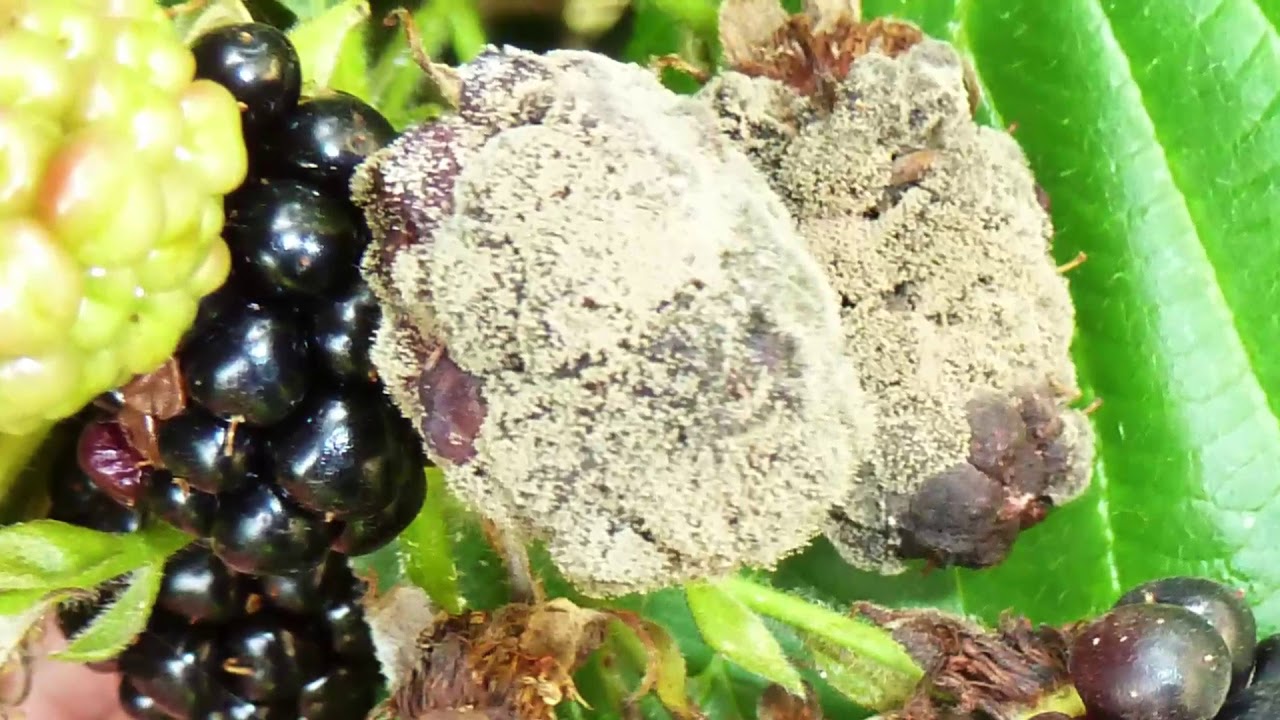 Bogyósokon figyeljünk a szürkepenészre és a poloskákra