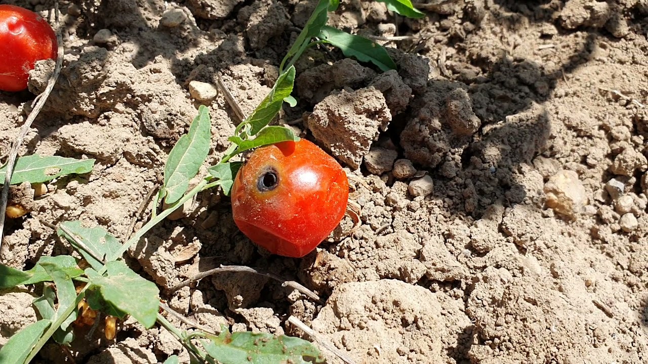 Gyapottok-bagolylepke kártétele