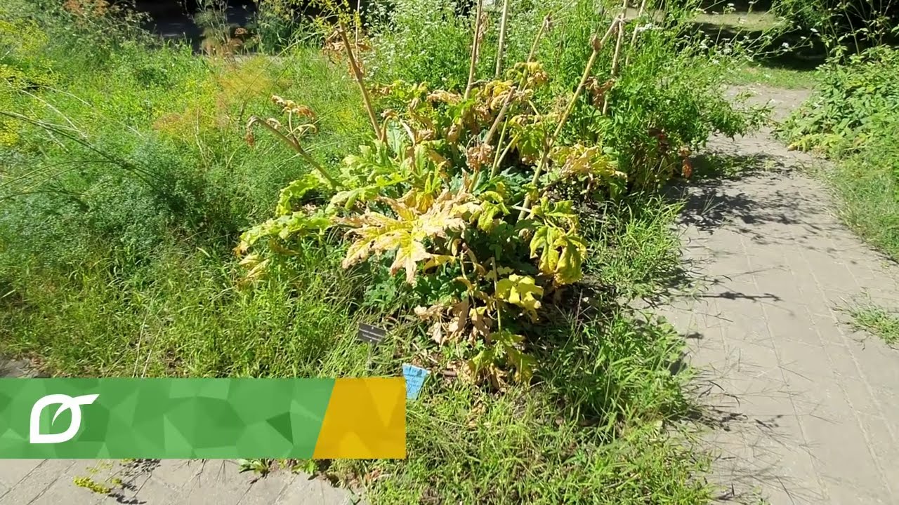 Veszélyes növény az árokpartokon!