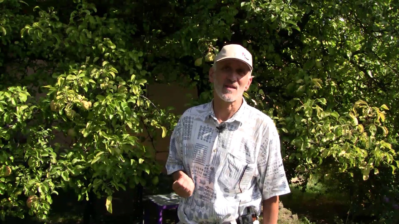 Újra fertőztek a körte gombabetegségei