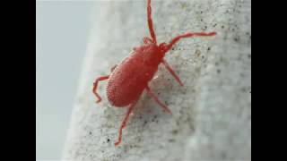 Megoldás az atkák ellen Ortus Nissouron