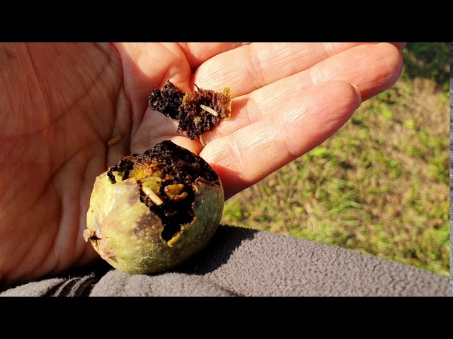 Nyugati dióburok-fúrólégy szinte minden fát károsít