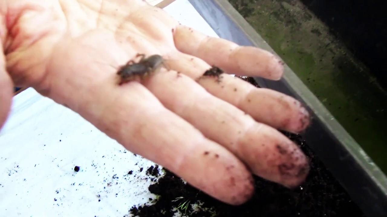 Nemastar lótücsök elleni bio rovarölő szer - kísérlet ellenőrzése II. rész