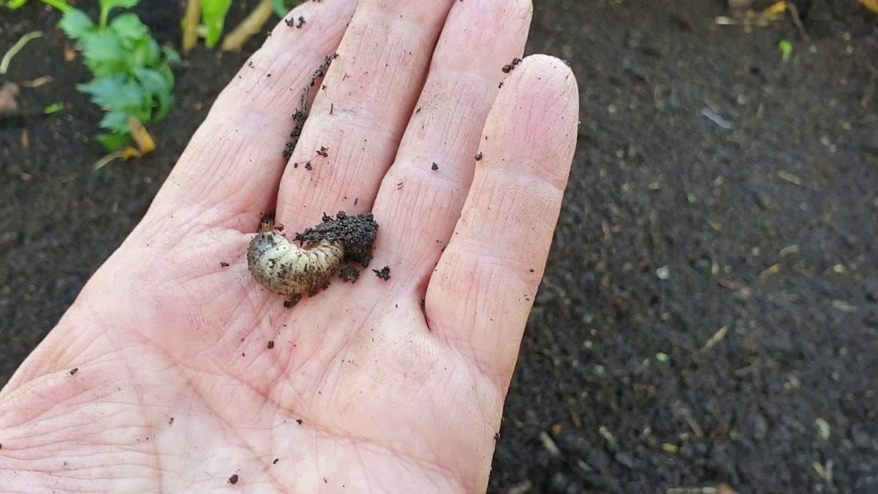 Komposzt felhasználás