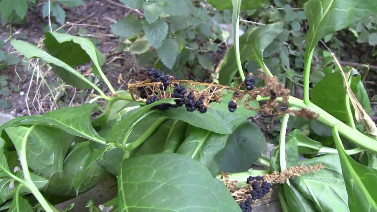 A szélsőséges időjárást is jól tűrik az invazív gyomok