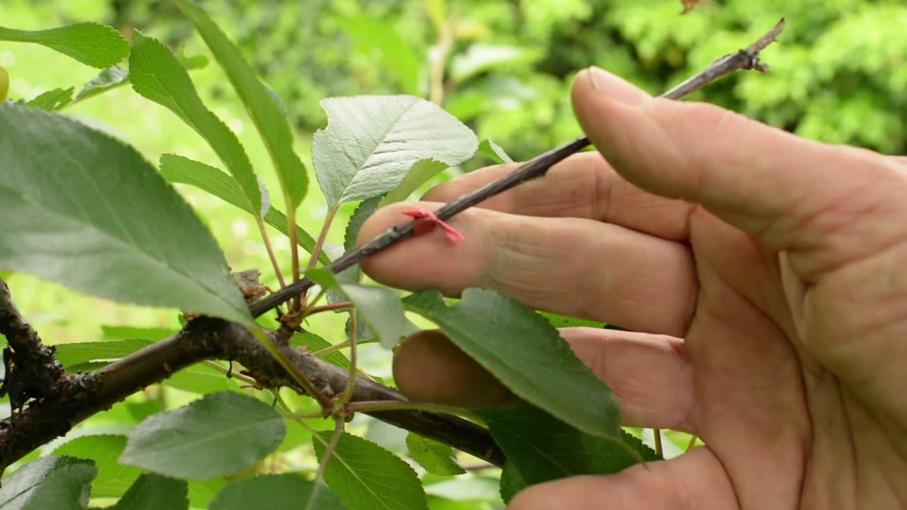 A meggyfa küzdelme a virágfertőző moníliával
